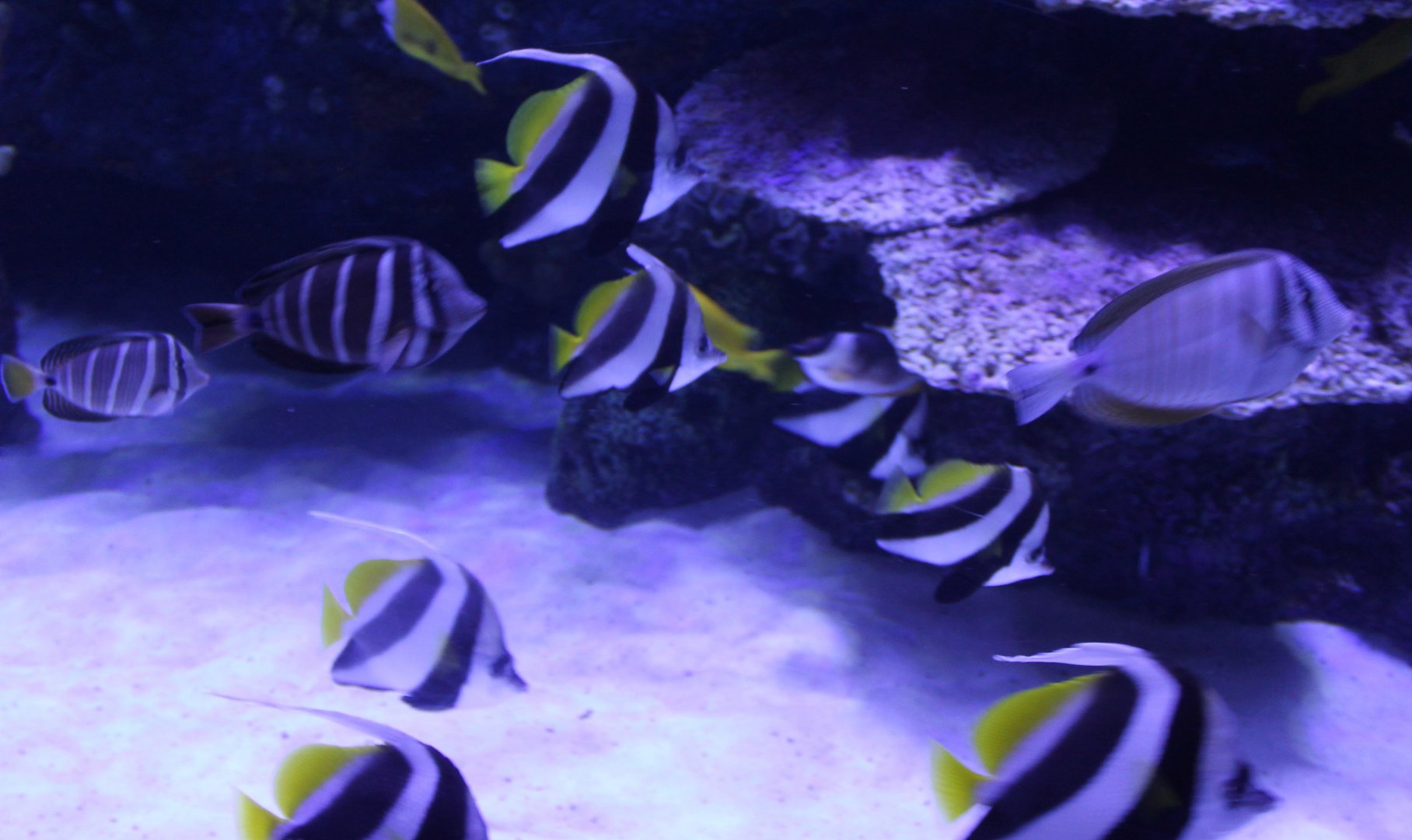Bannerfish and Sailfin tang