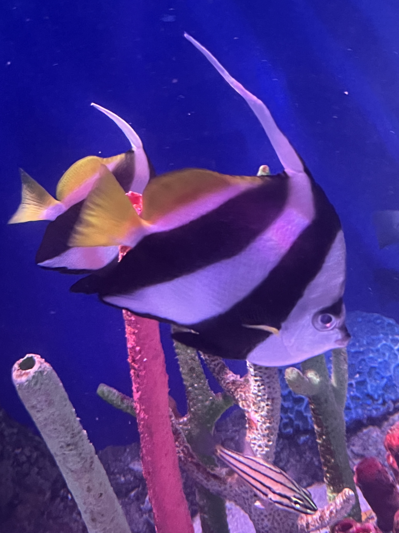 Bannerfish ID