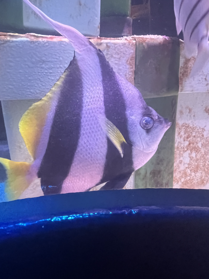 Bannerfish ID