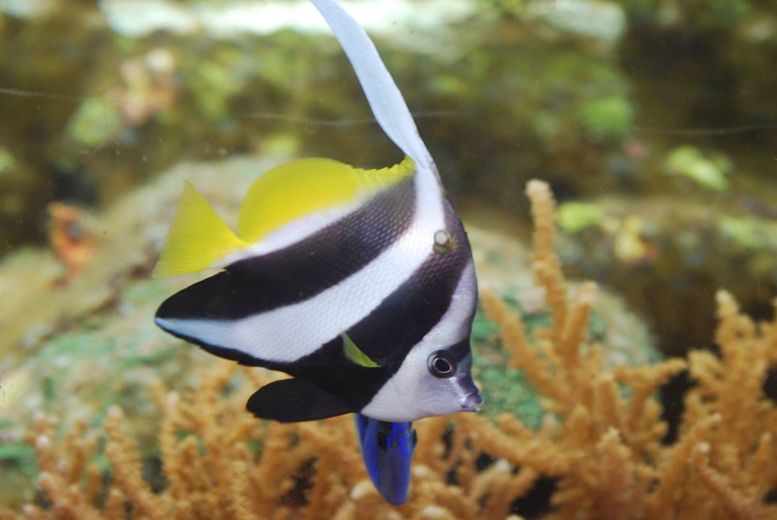 Bannerfish