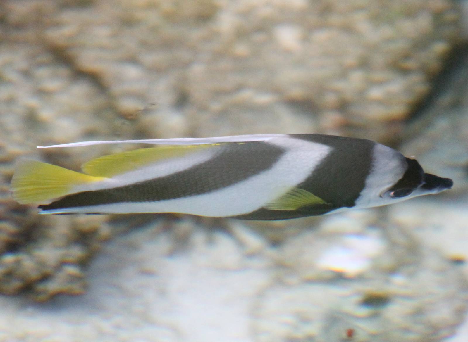 Bannerfish