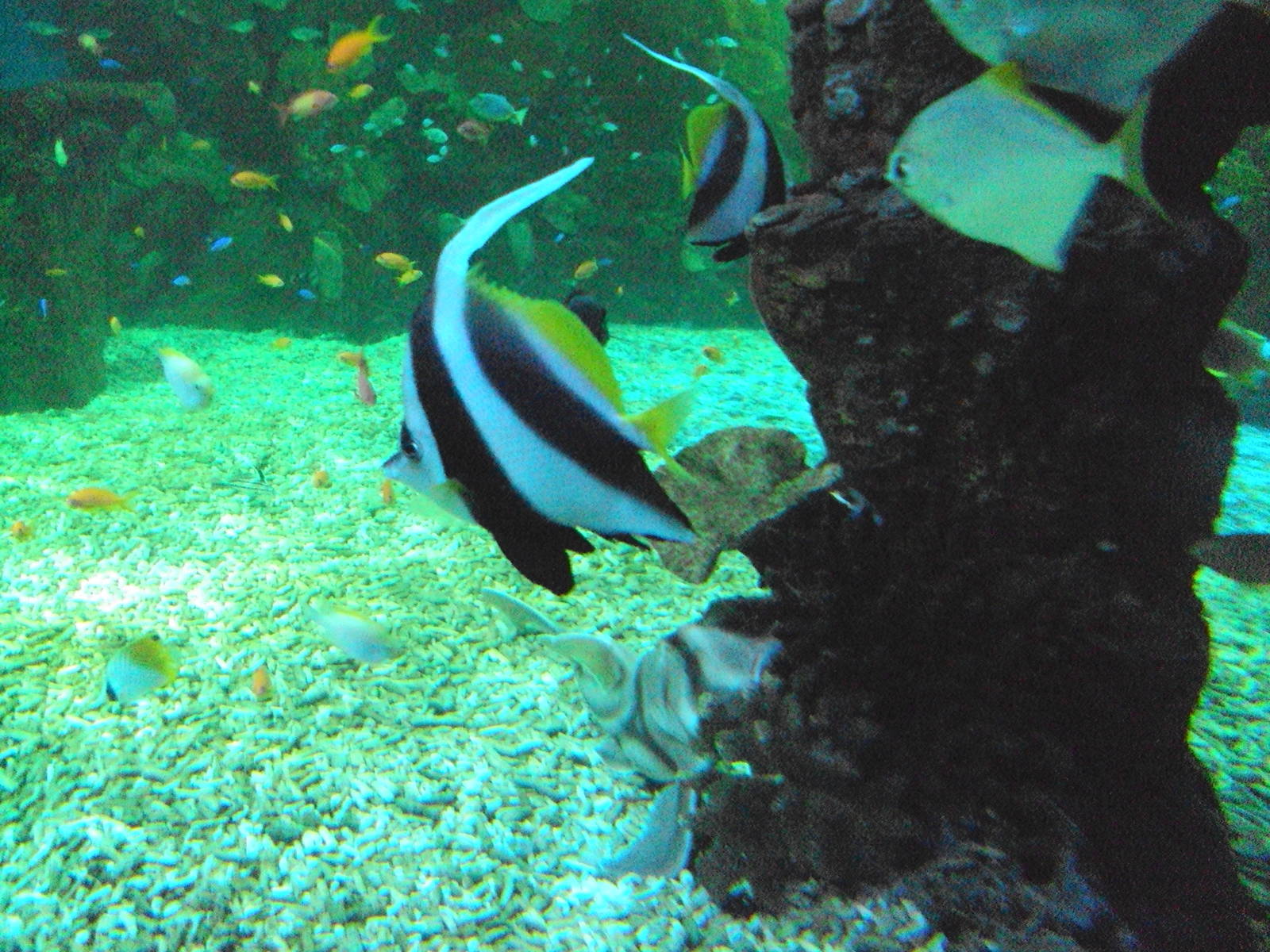 Bannerfish