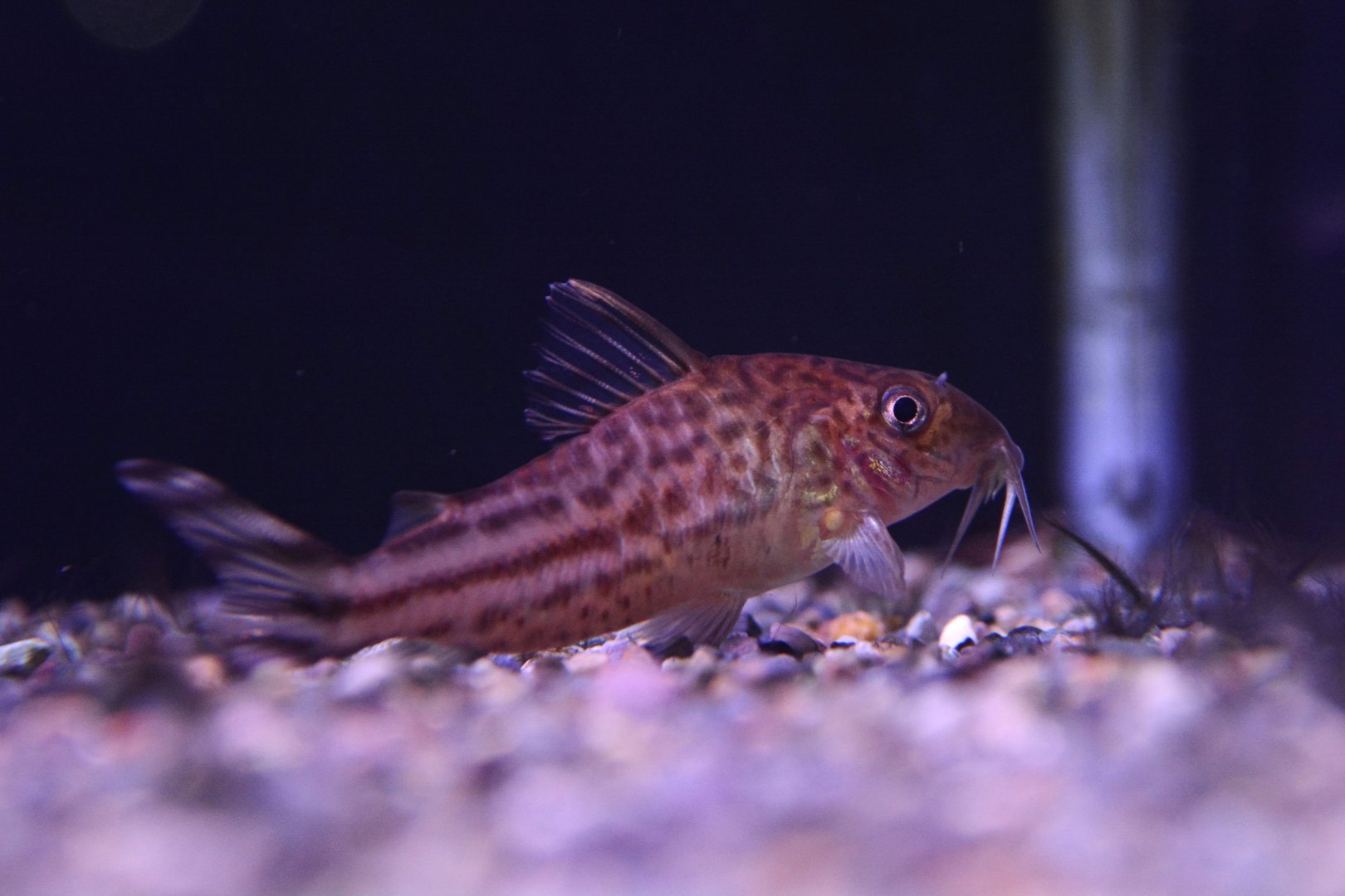 Bannertail catfish (Brochis robineae)