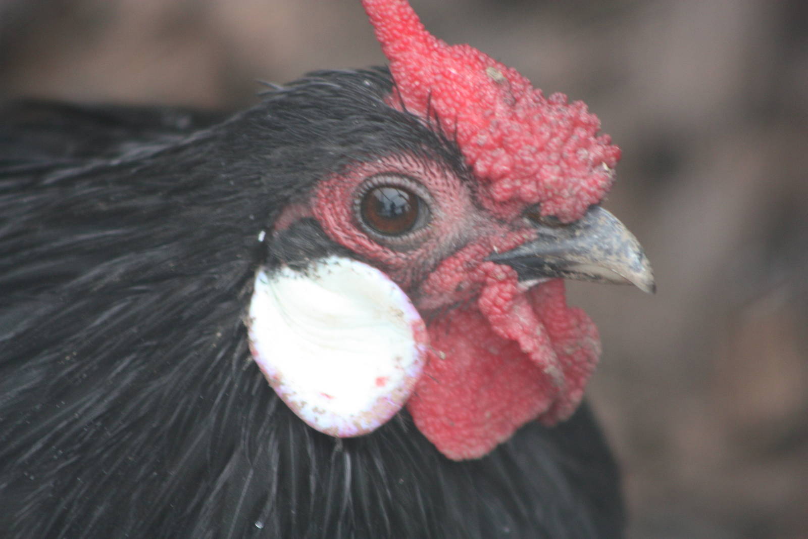 Bantam, 6th September 2014