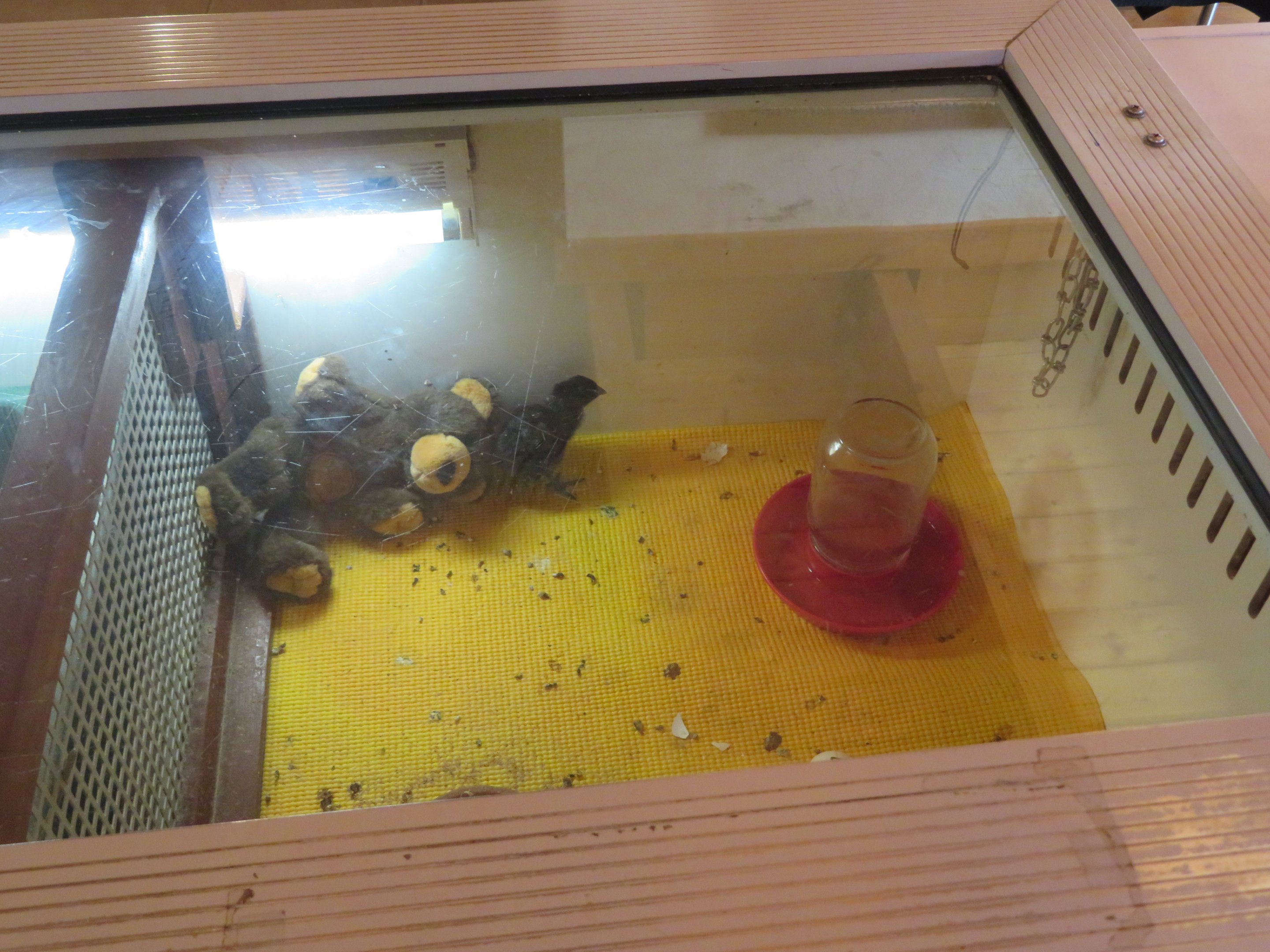 Bantam Chick in Incubator