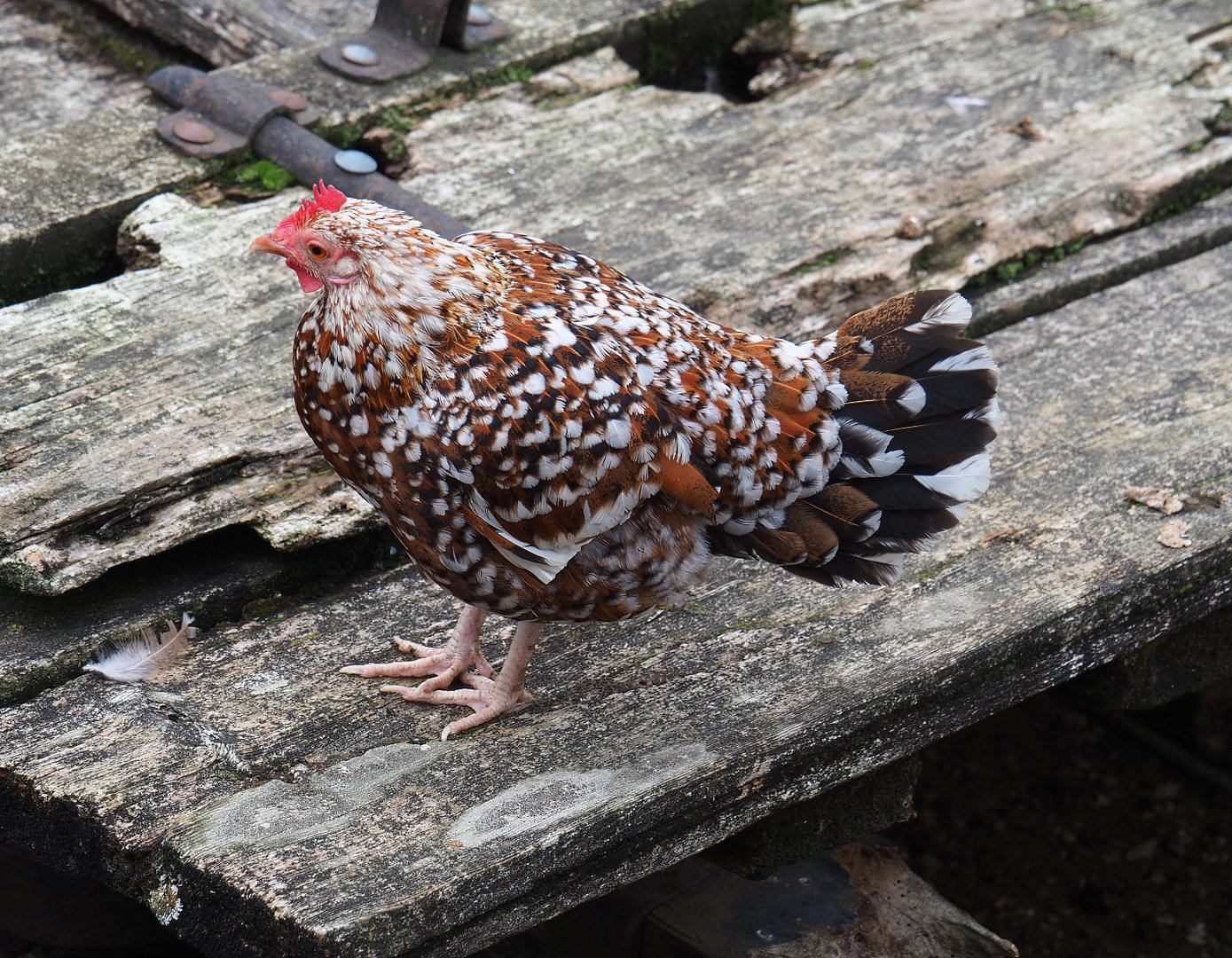 Bantam chicken (Gallus gallus domesticus), 2022-09-15