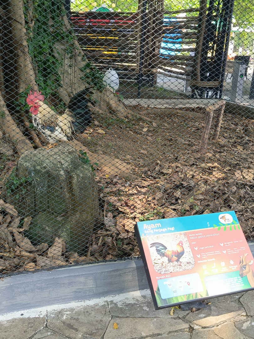 Bantam Chicken (Gallus gallus domesticus) aviary