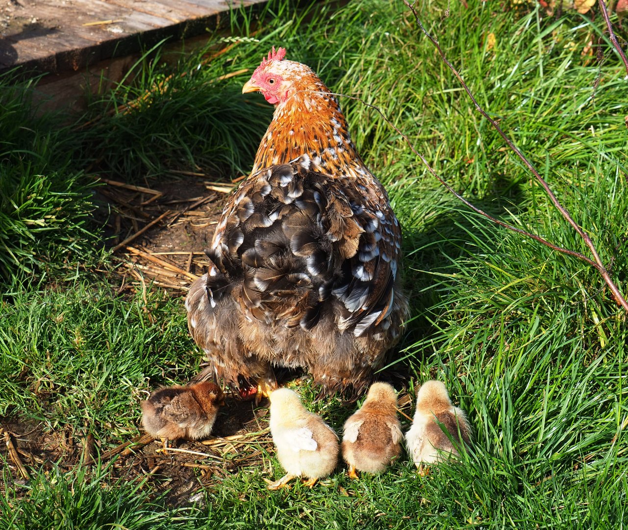 Bantam hen with chicks (Gallus gallus domesticus), 2019-10-04