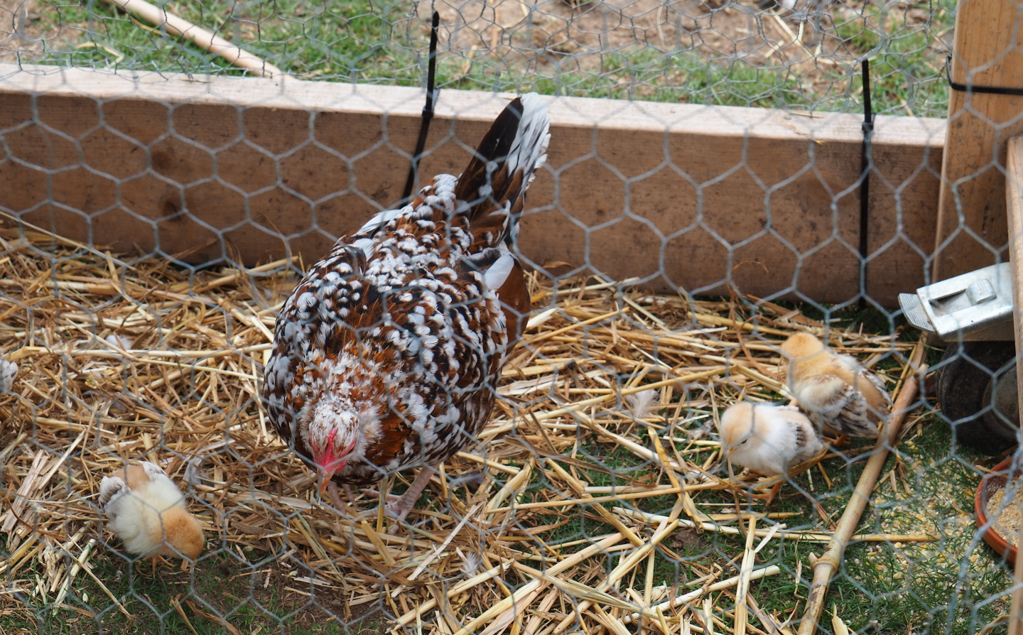 Bantam hen with chicks (Gallus gallus domesticus), 2020-09-03