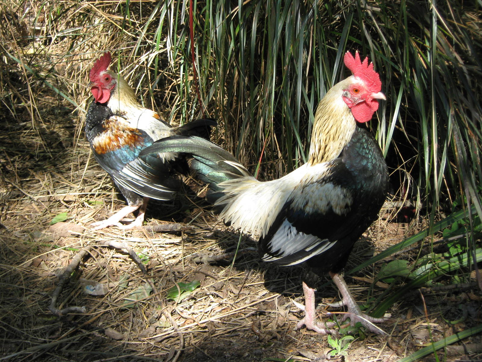 bantam roosters