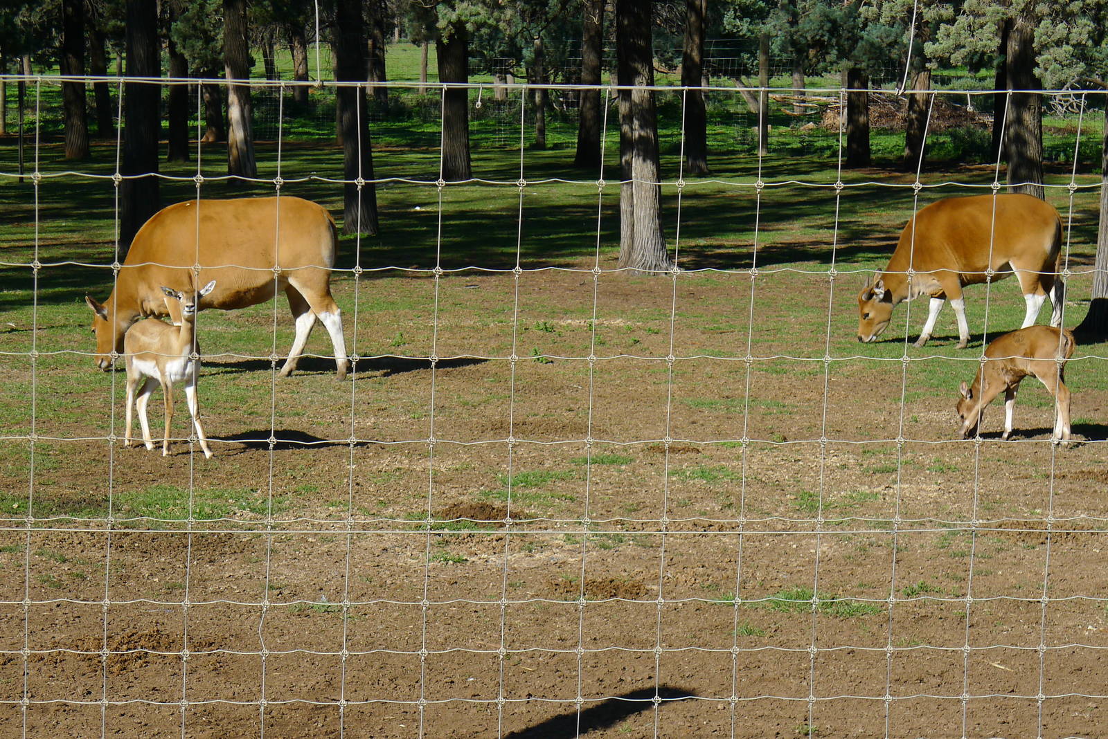 Bantang & Blackbuck female