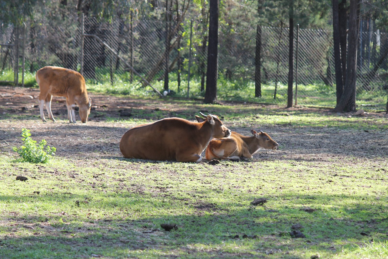 Bantang Cow and Calf