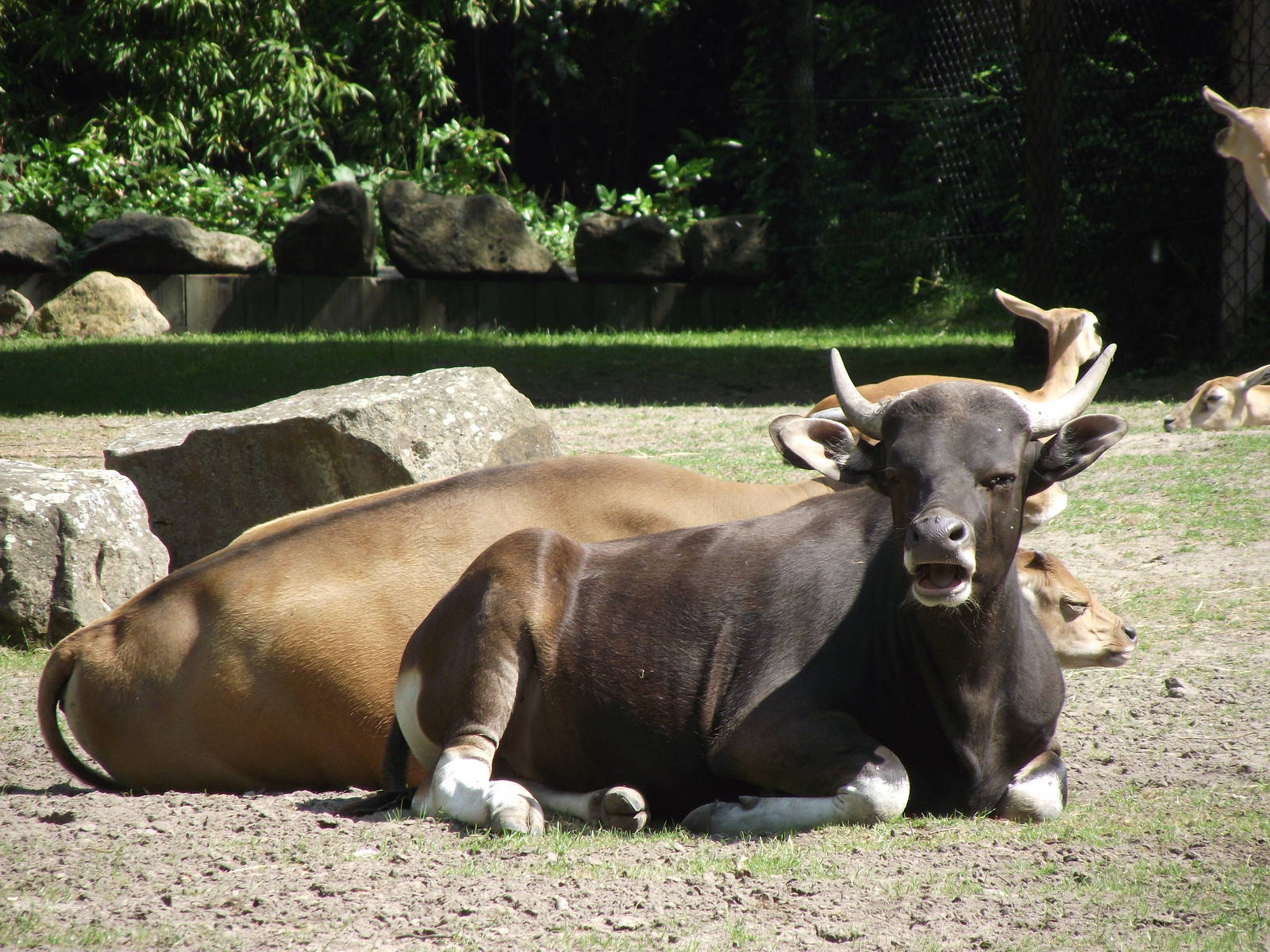 banteng 070511