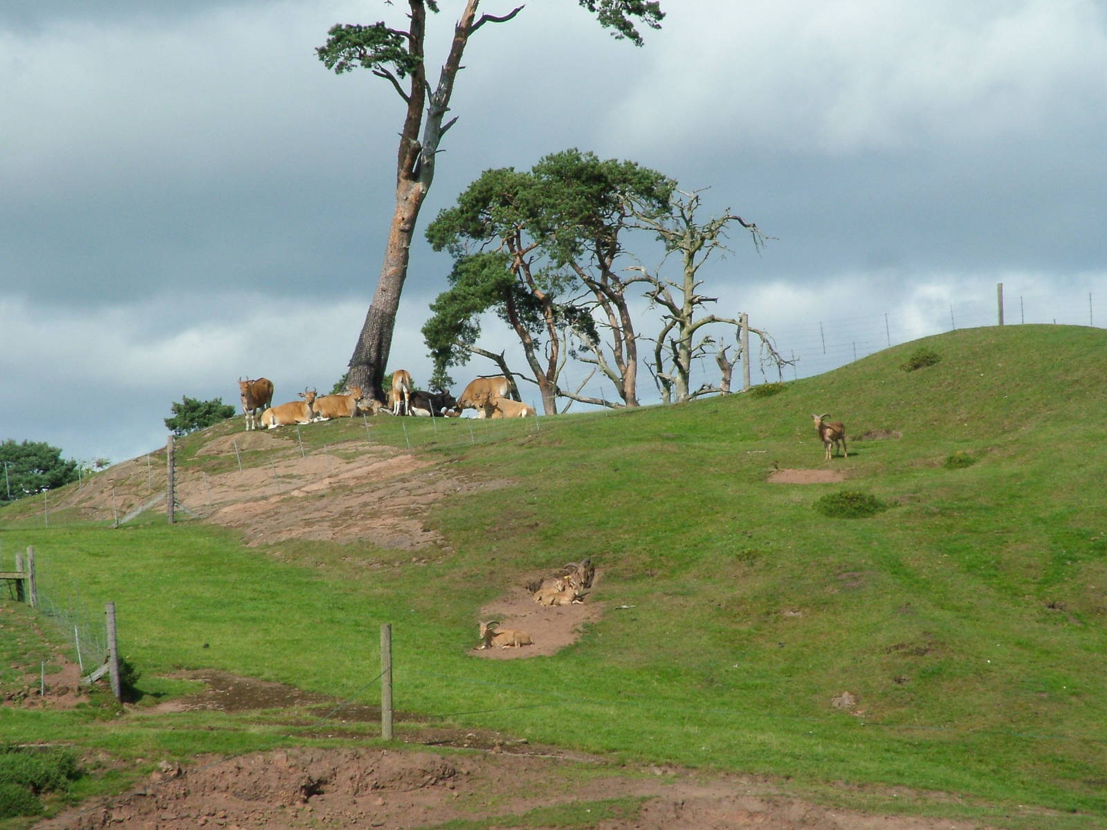 Banteng and Barbary Sheep at West Midland 16/08/09