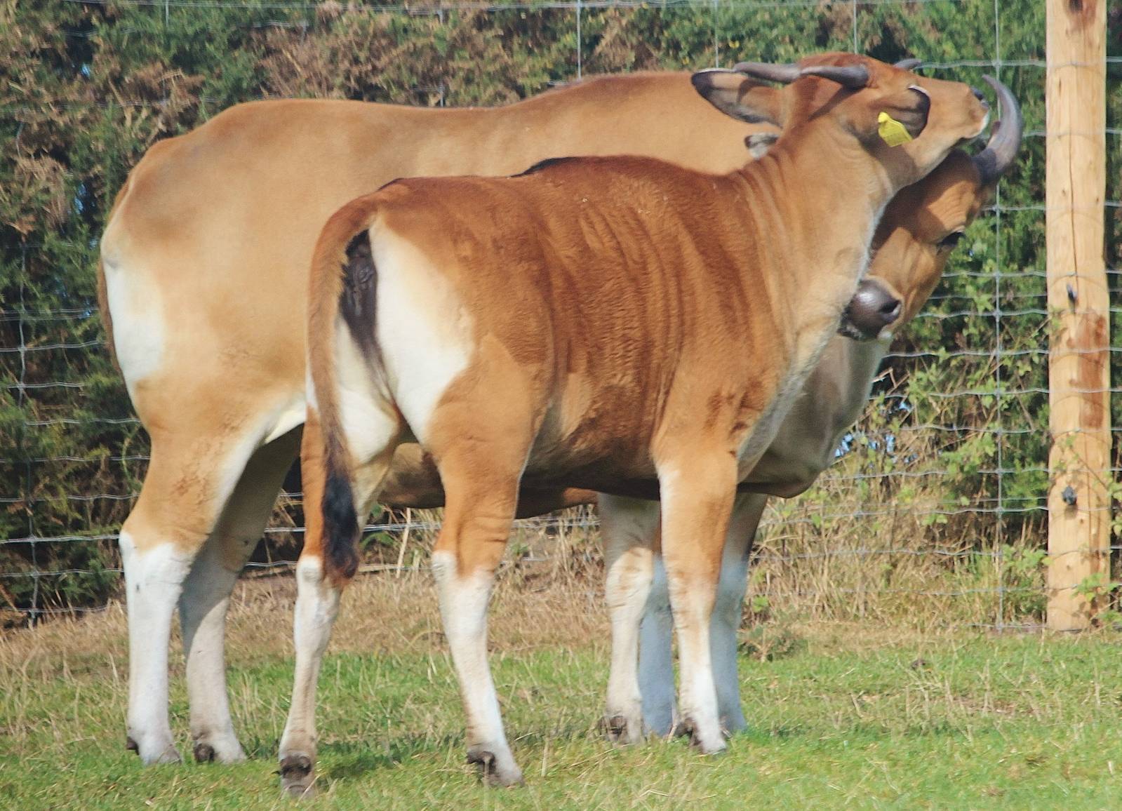 Banteng and calf