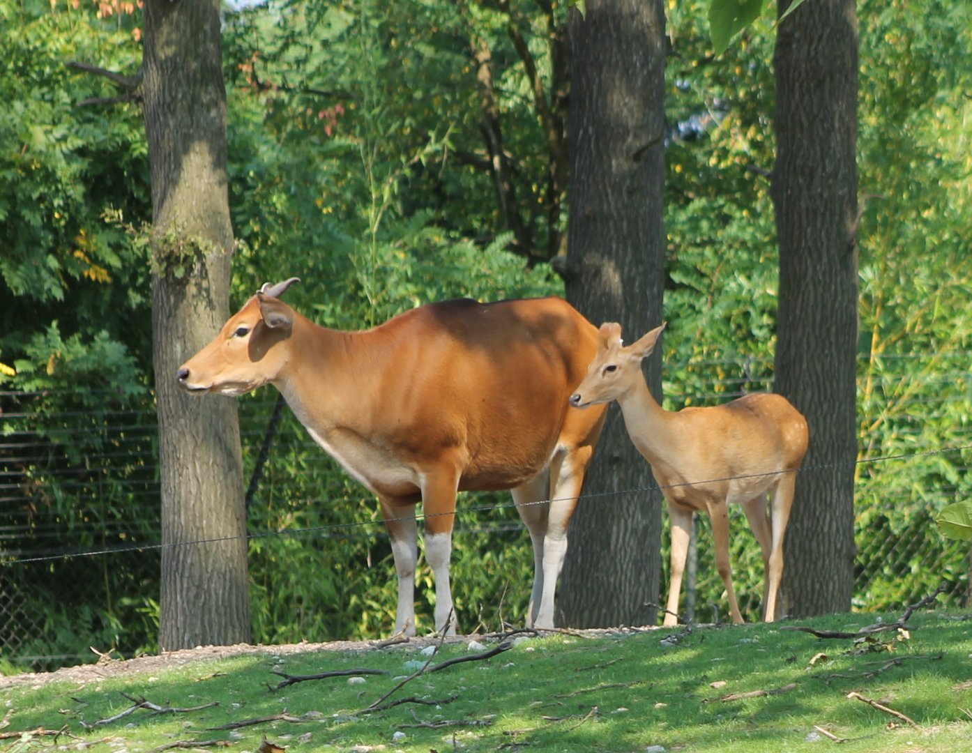 Banteng and Eld's deer