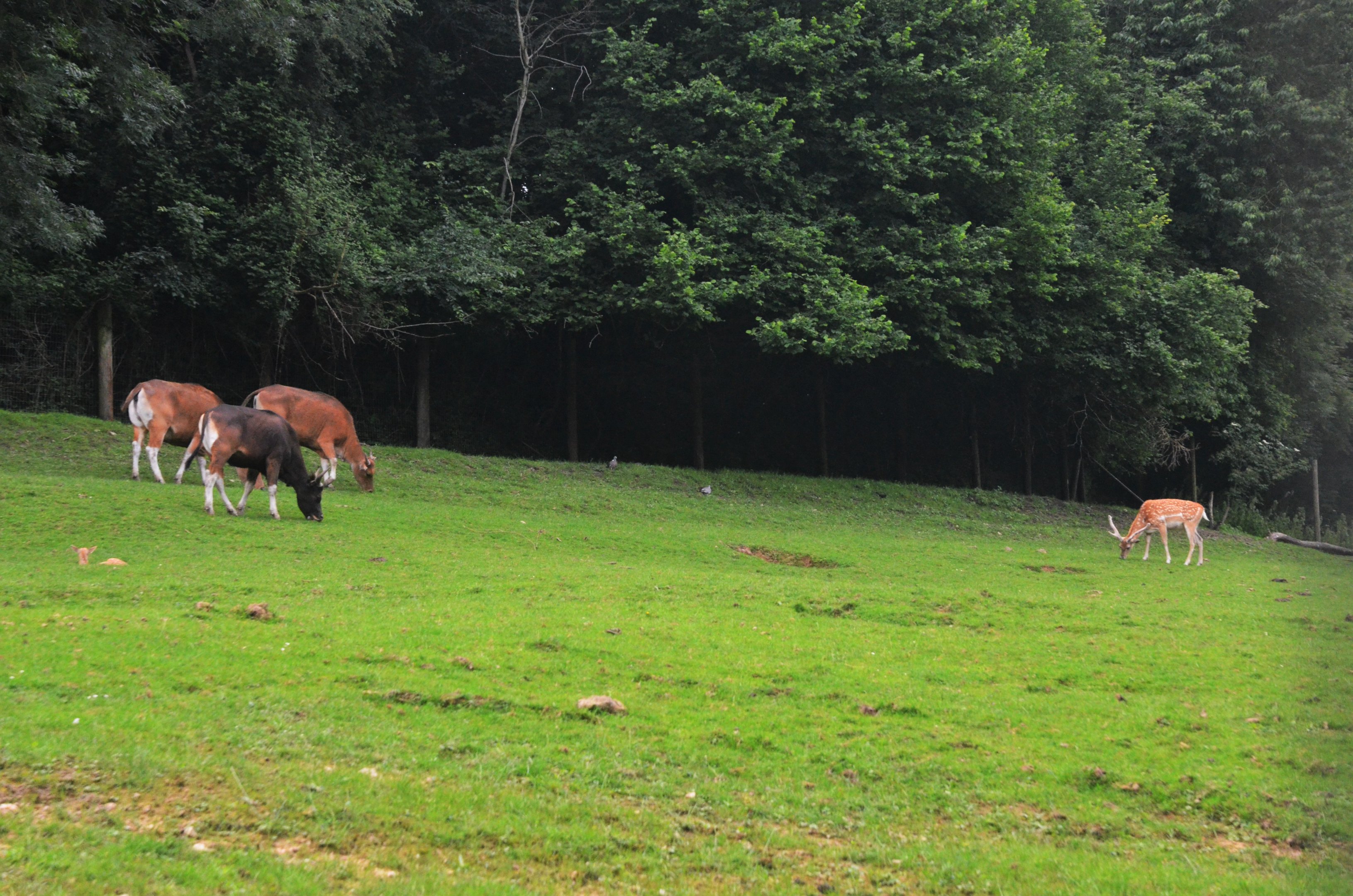 Banteng and Persian Fallow Deer at CERZA, 10/06/18