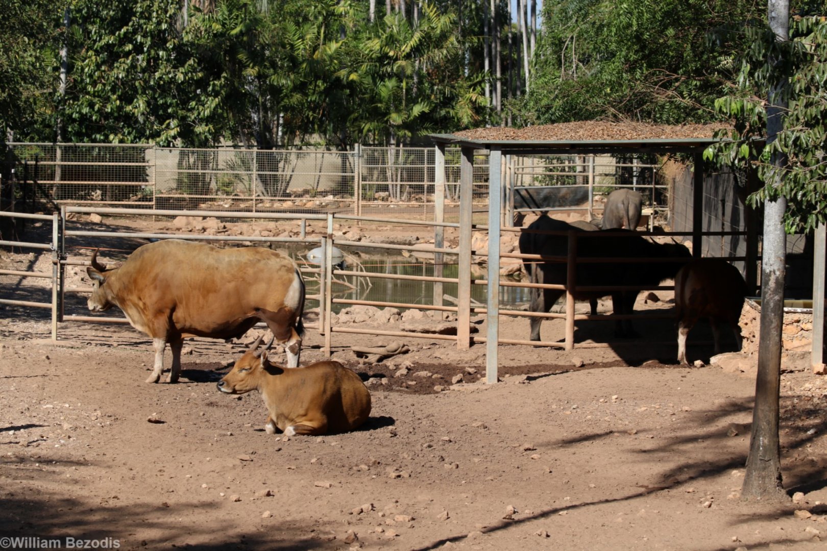 Banteng and Water Buffalo