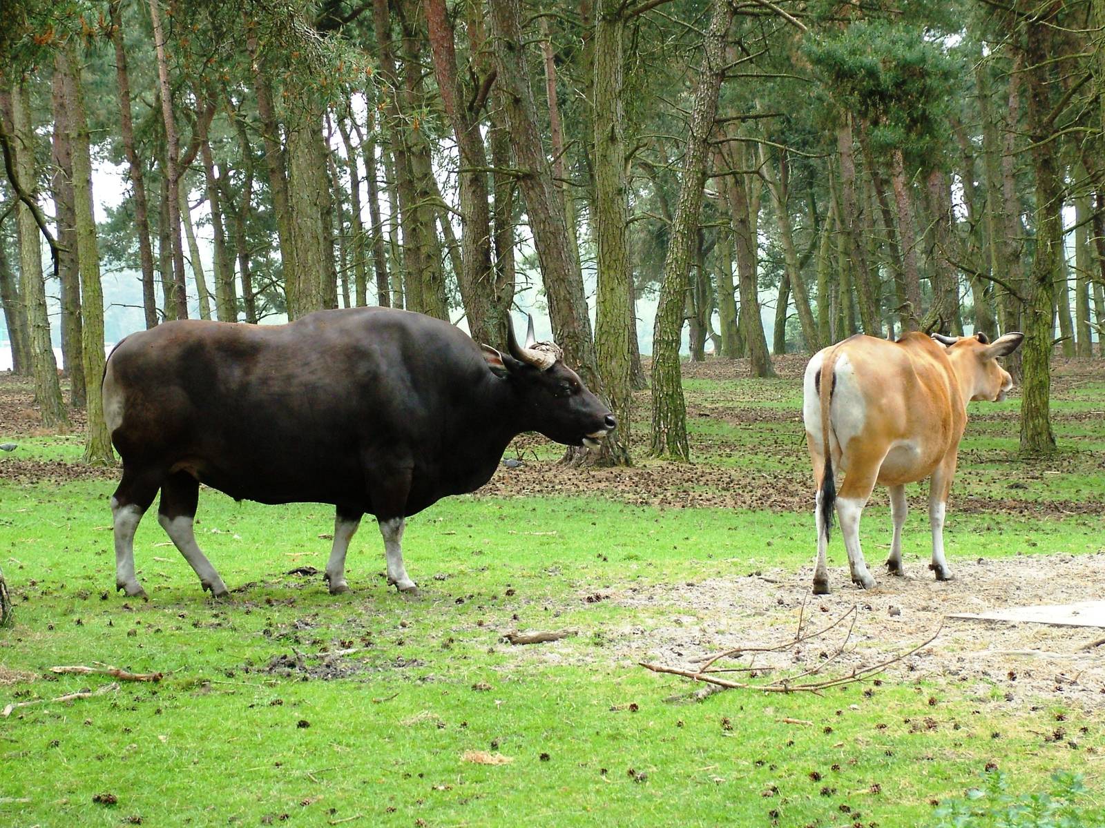 Banteng at Beekse Bergen, 31/05/12