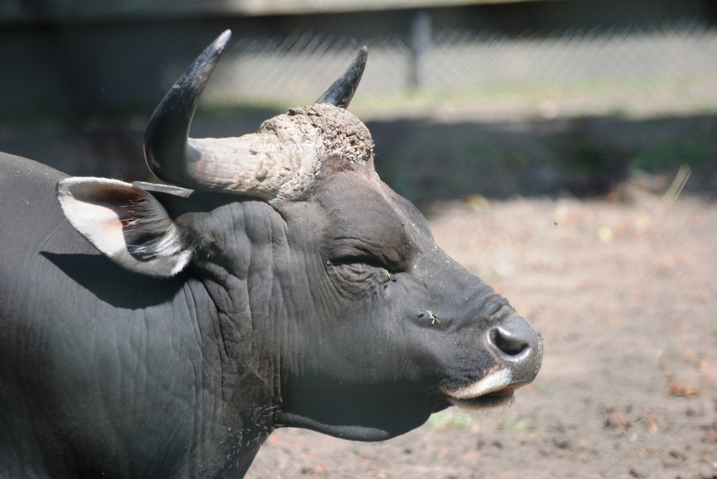Banteng at Chester, 27/07/14