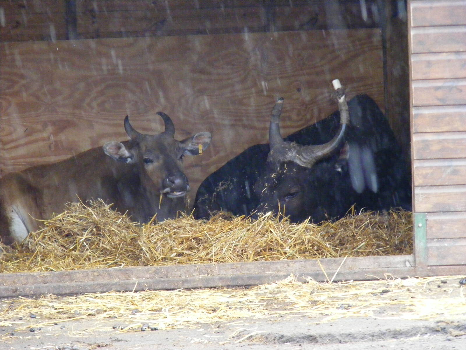 Banteng at West Midland Safari Park, 13 February 2010