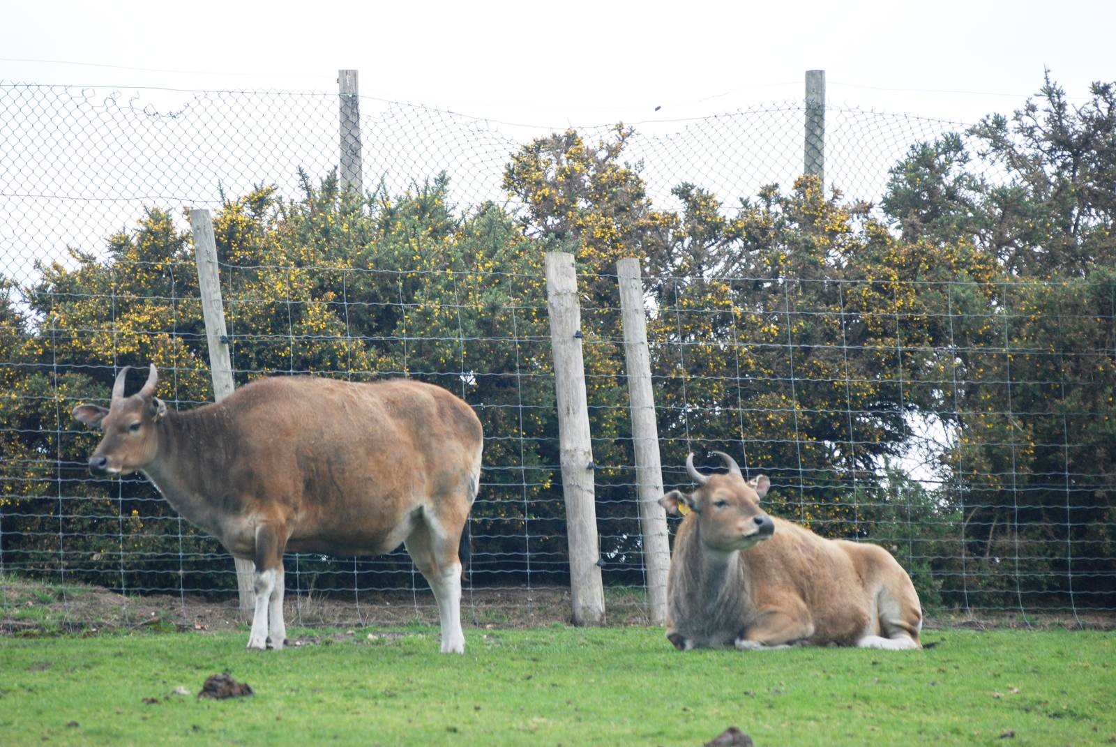 Banteng at West Mids, 05/05/12