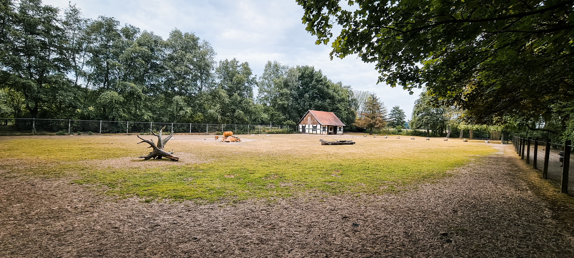 Banteng, Blackbuck and Crane