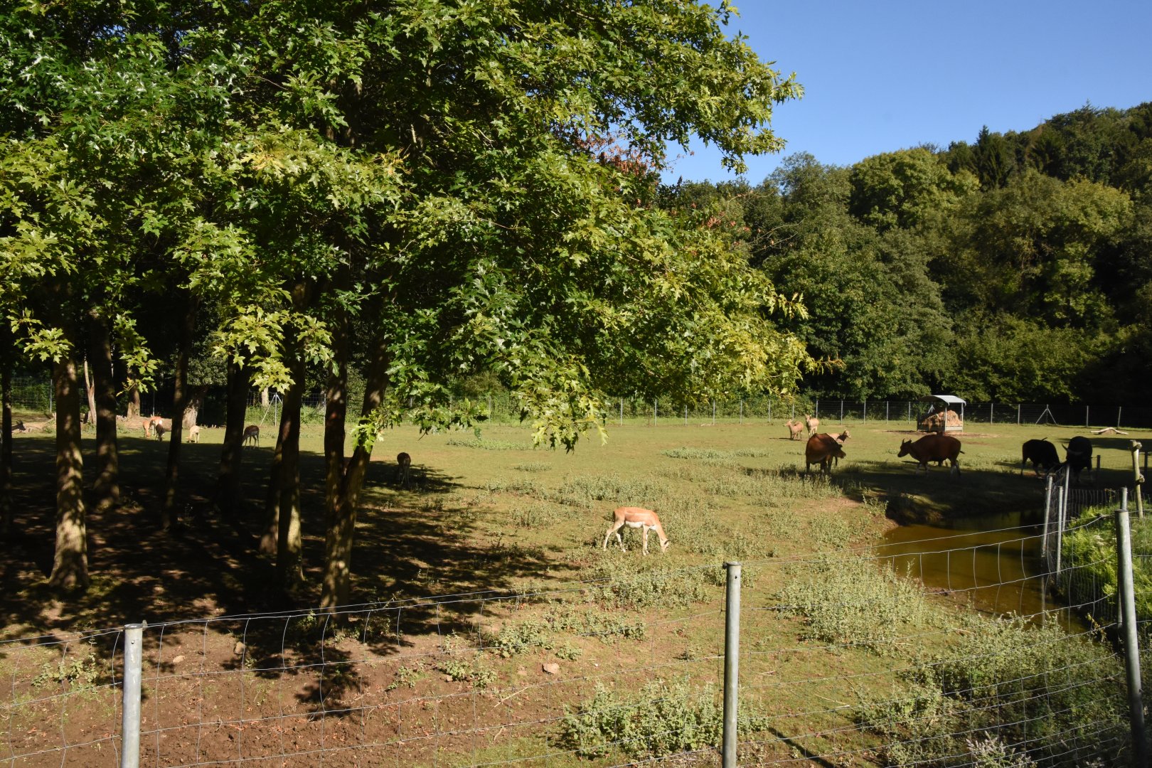 Banteng, Blackbuck and Pere David Deer paddock