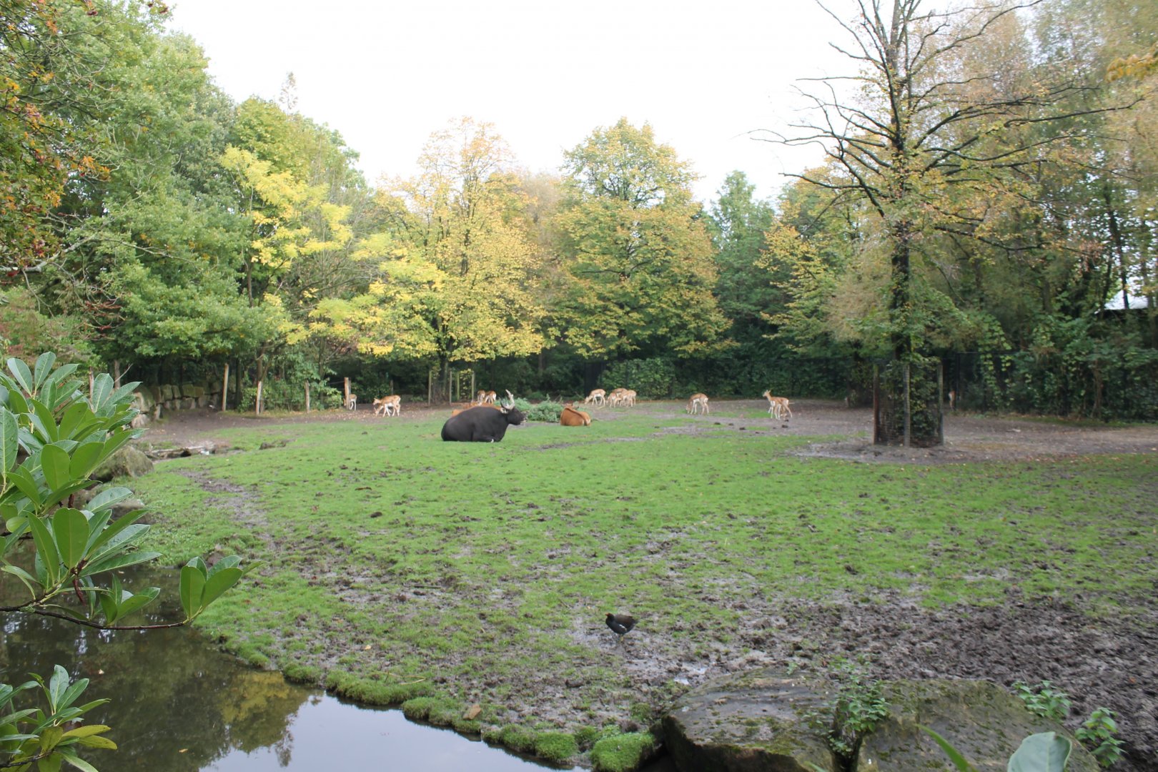 Banteng - Blackbuck-enclosure