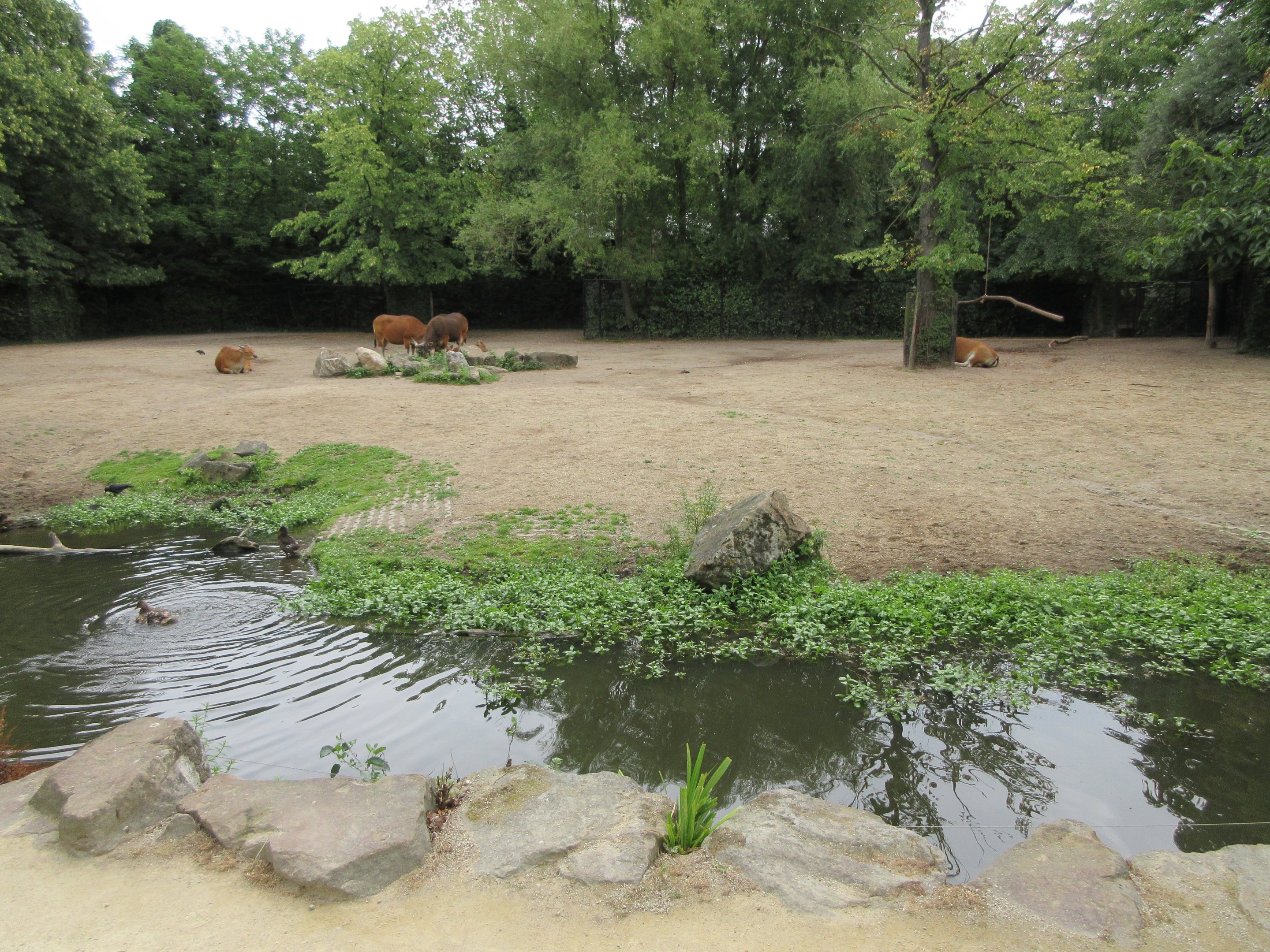 Banteng/Blackbuck Exhibit - minimal barrier