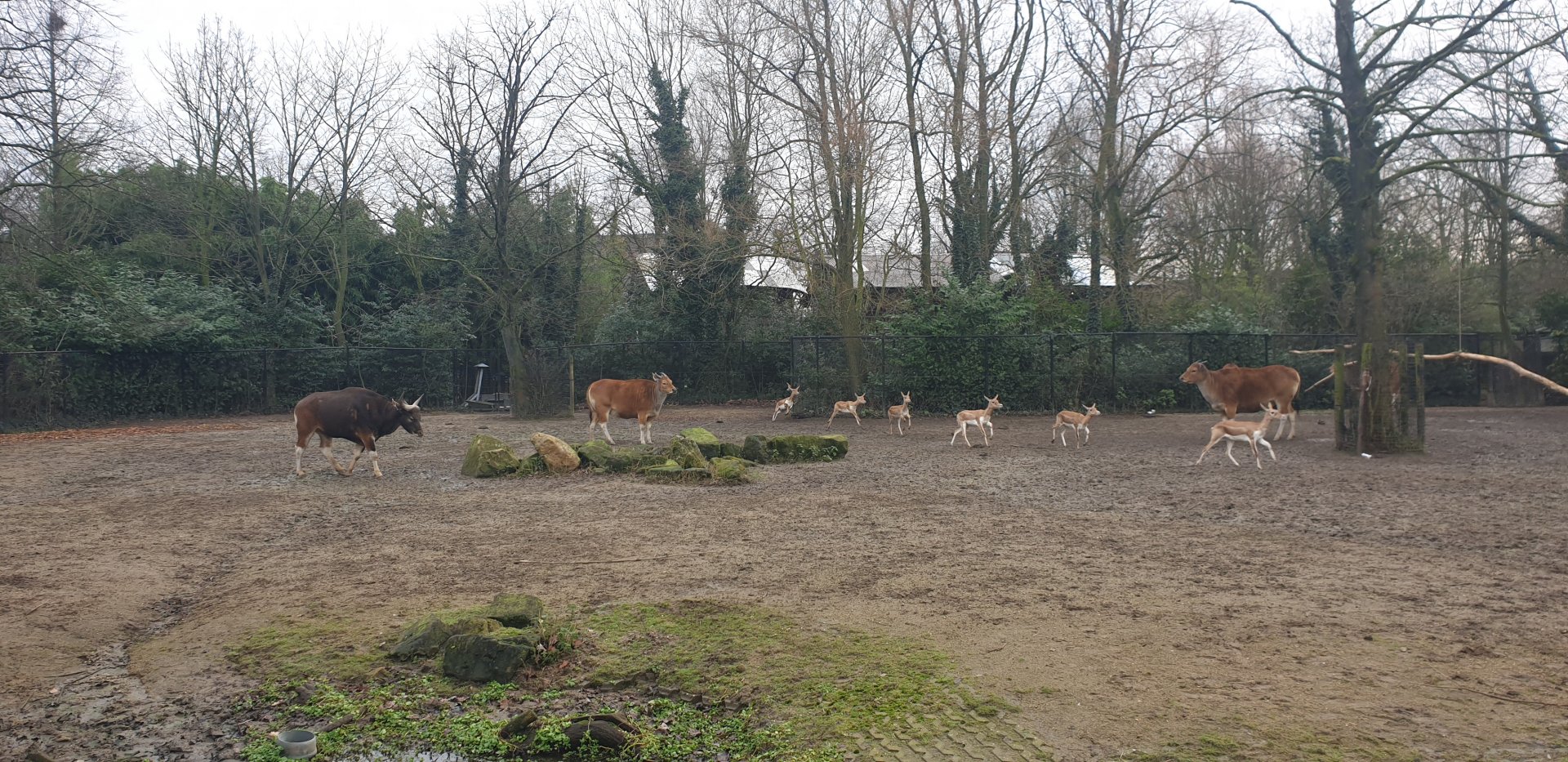 Banteng & Blackbuck paddock