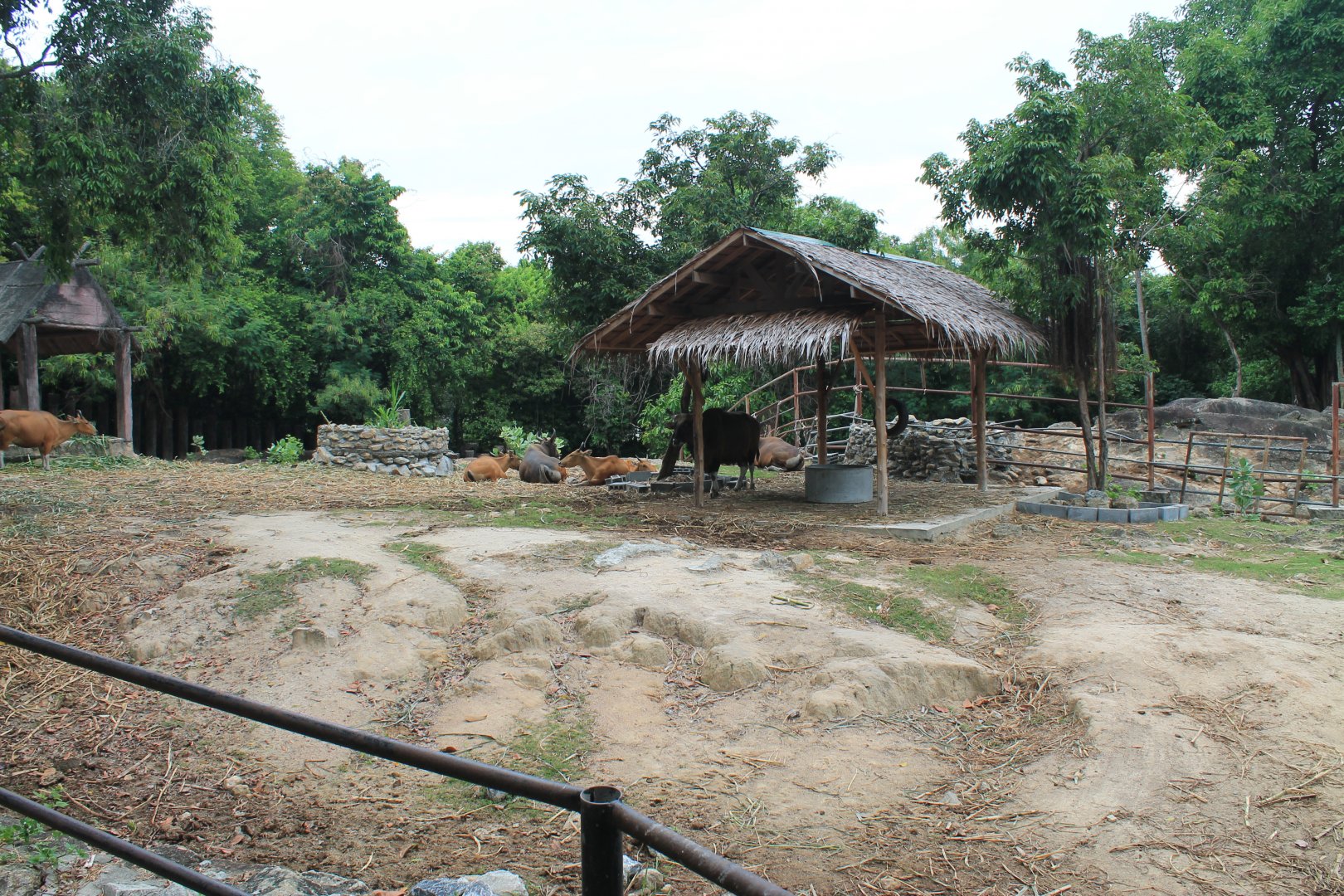 Banteng (Bos javanicus) enclosure