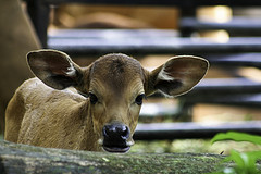 Banteng - Bos javanicus - Melaka Zoo - 2009