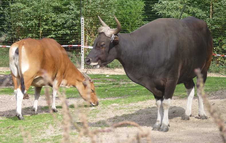 Banteng (Bos javanicus) pair