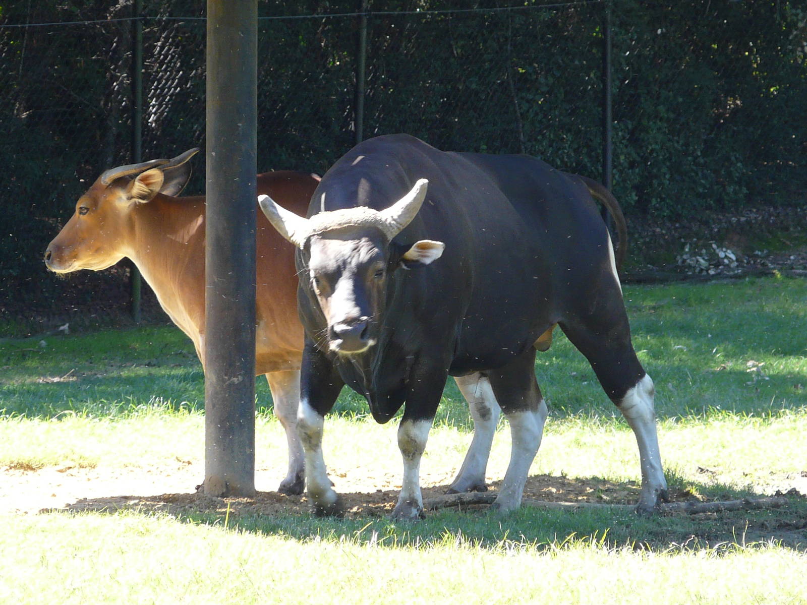 Banteng/ Bos javanicus