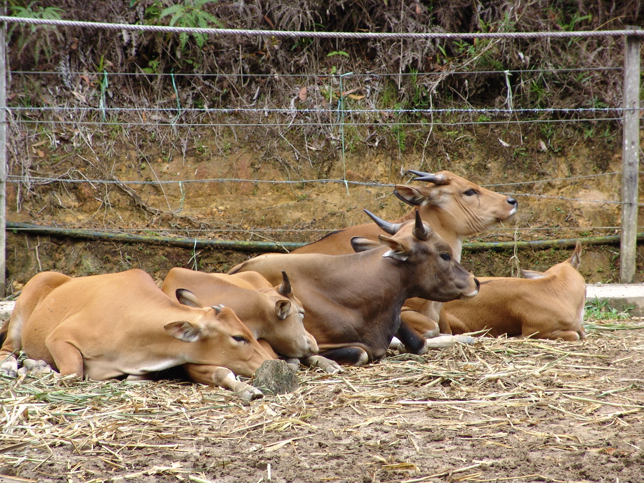Banteng (Bos javanicus)