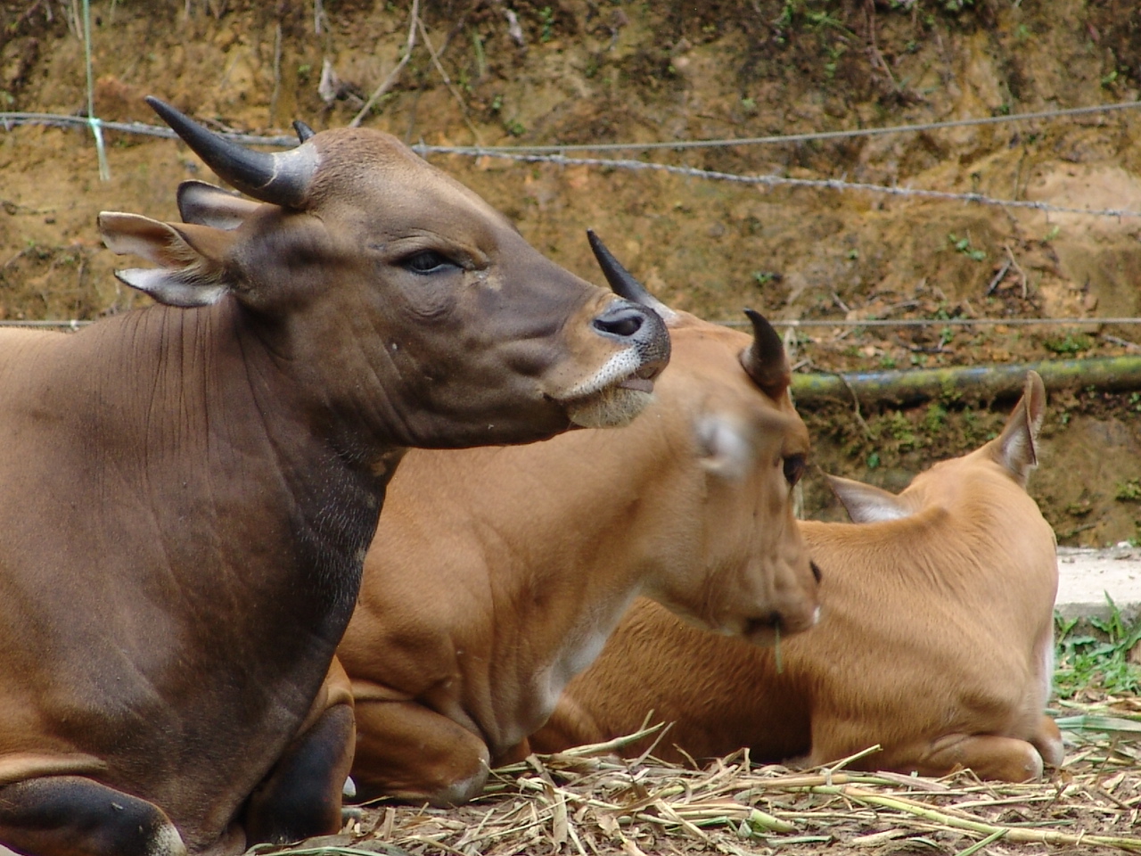 Banteng (Bos javanicus)