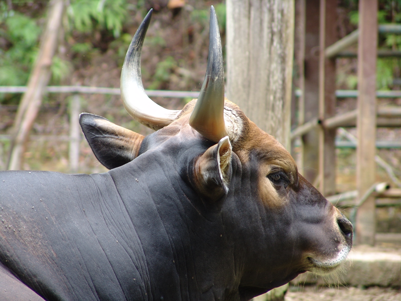 Banteng (Bos javanicus)