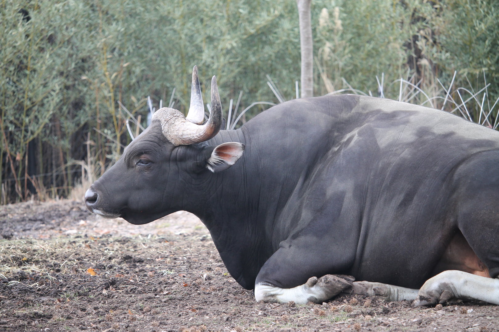 Banteng (Bos javanicus)