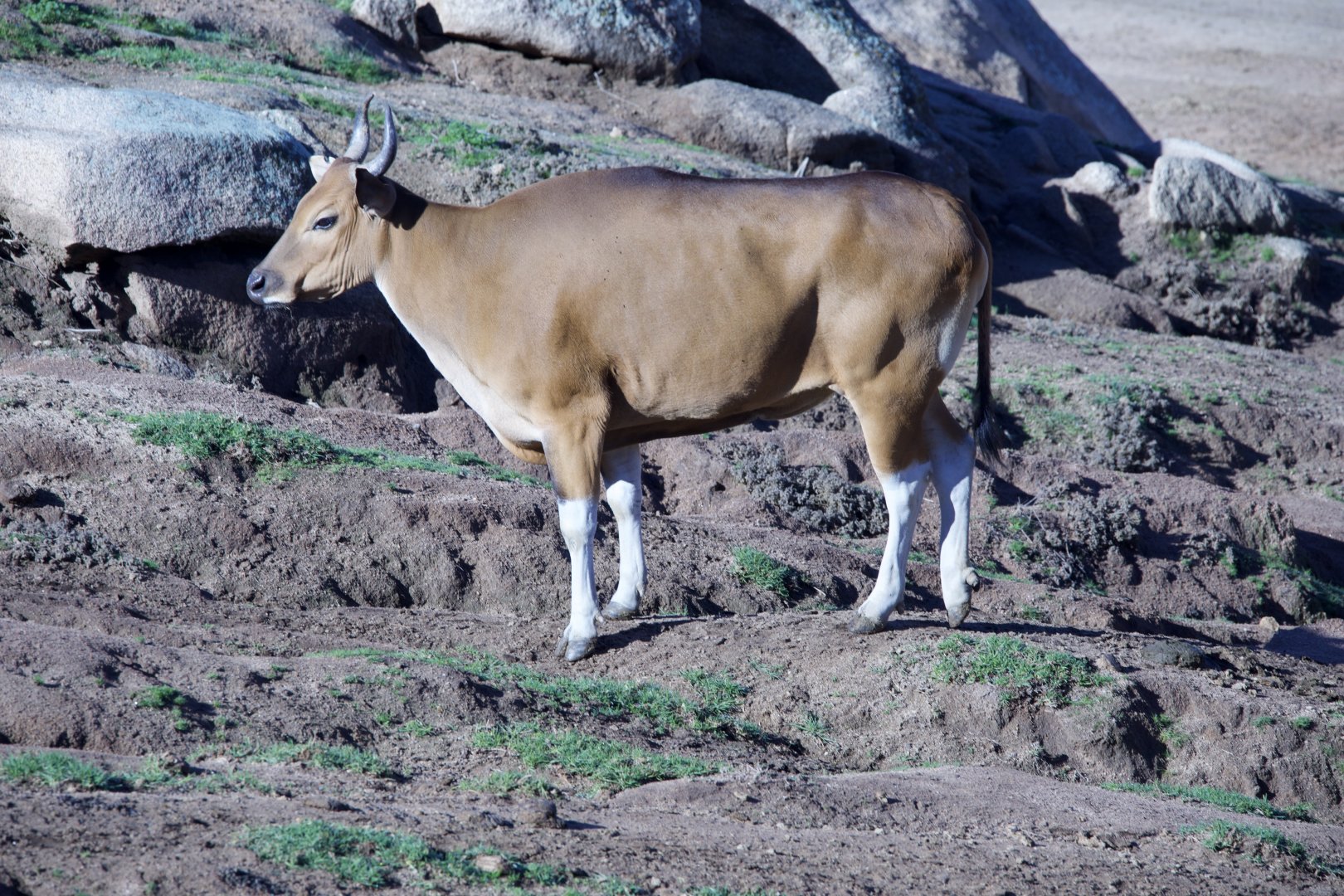 Banteng/ Bos javanicus