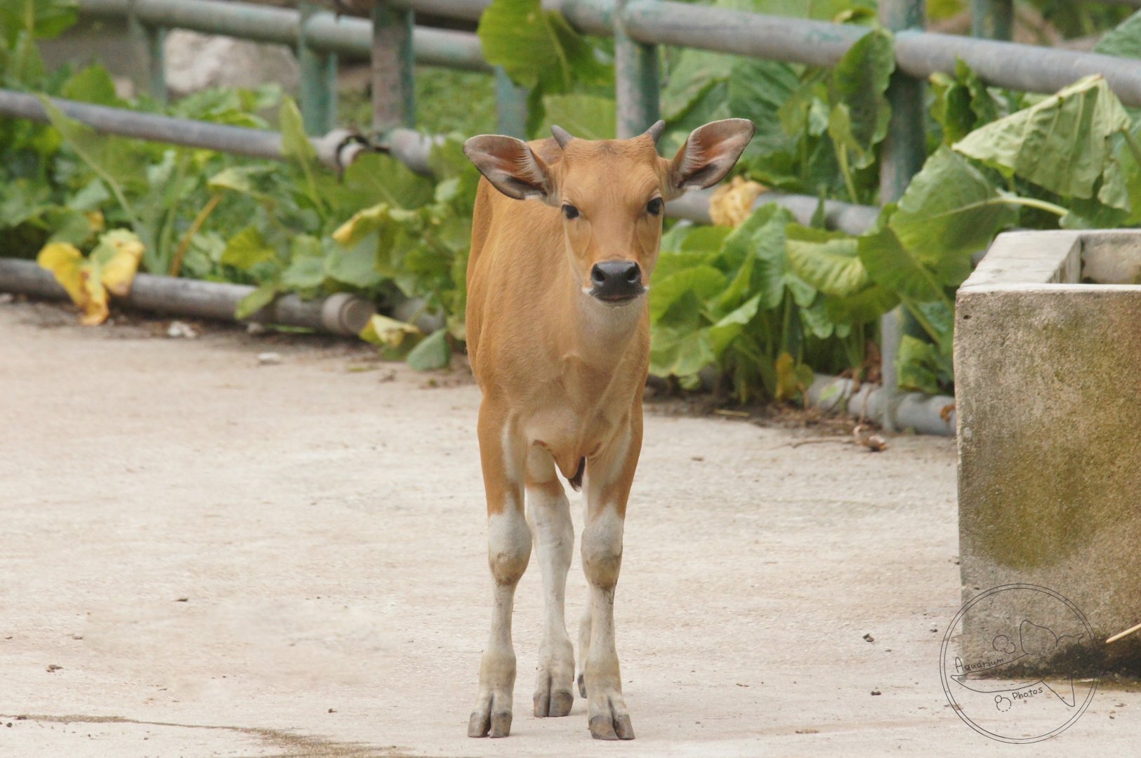 Banteng (Bos javanicus)