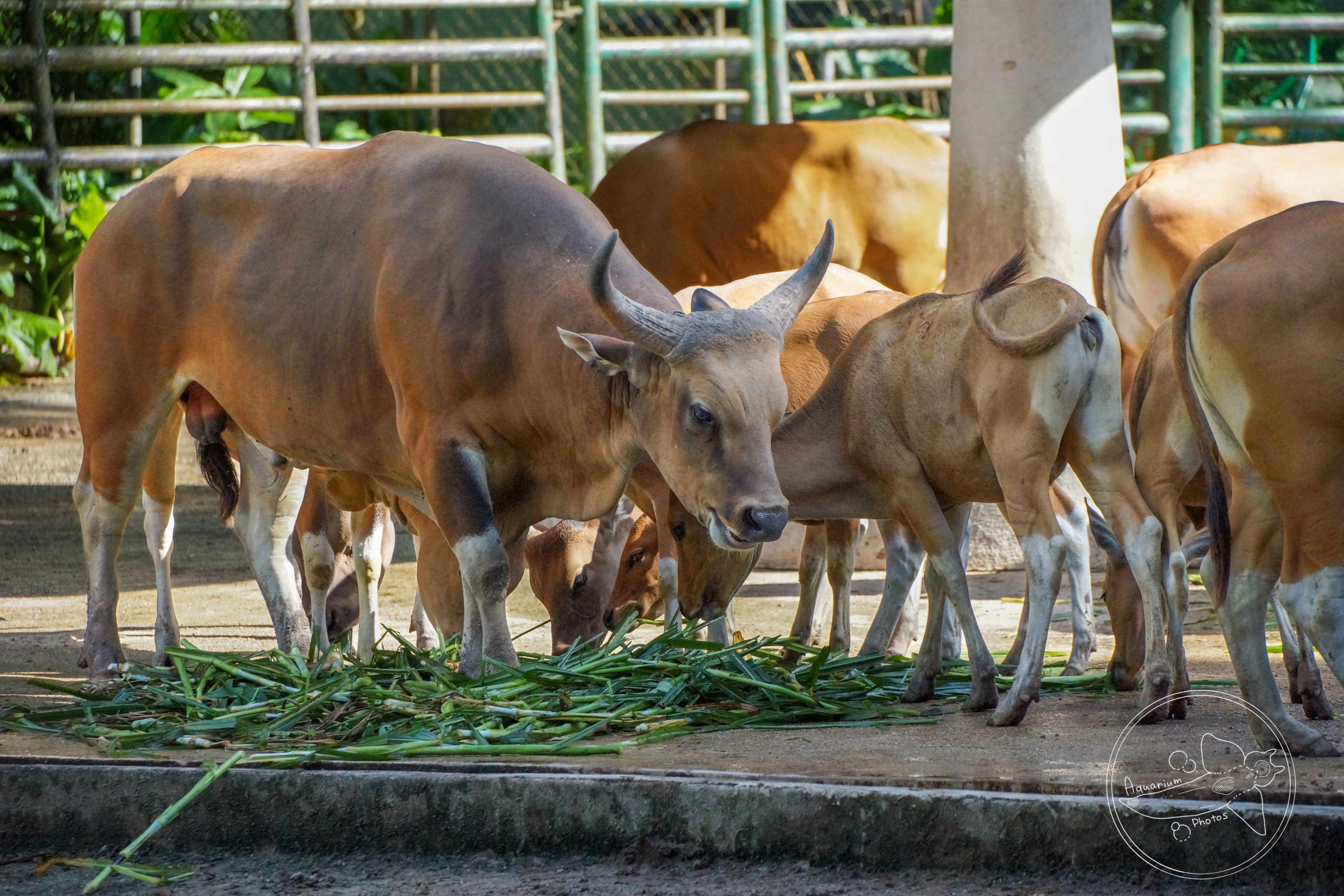 Banteng (Bos javanicus)