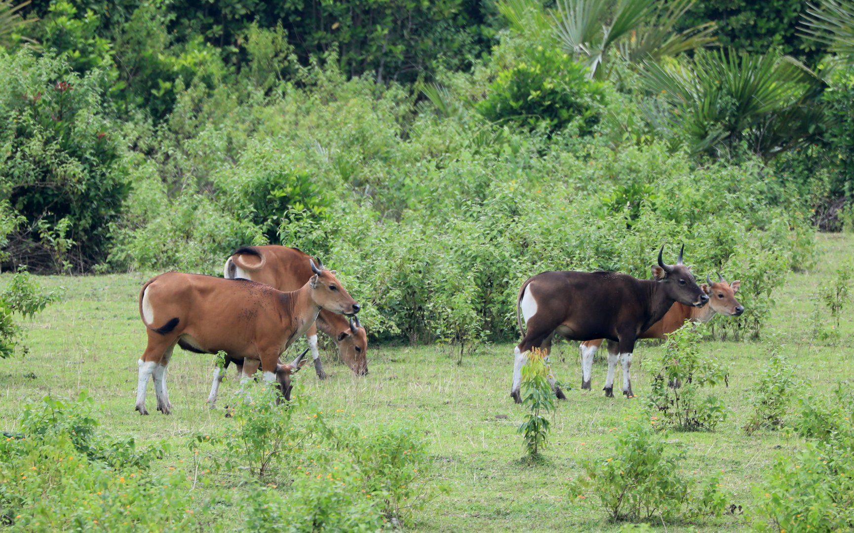banteng (Bos javanicus)