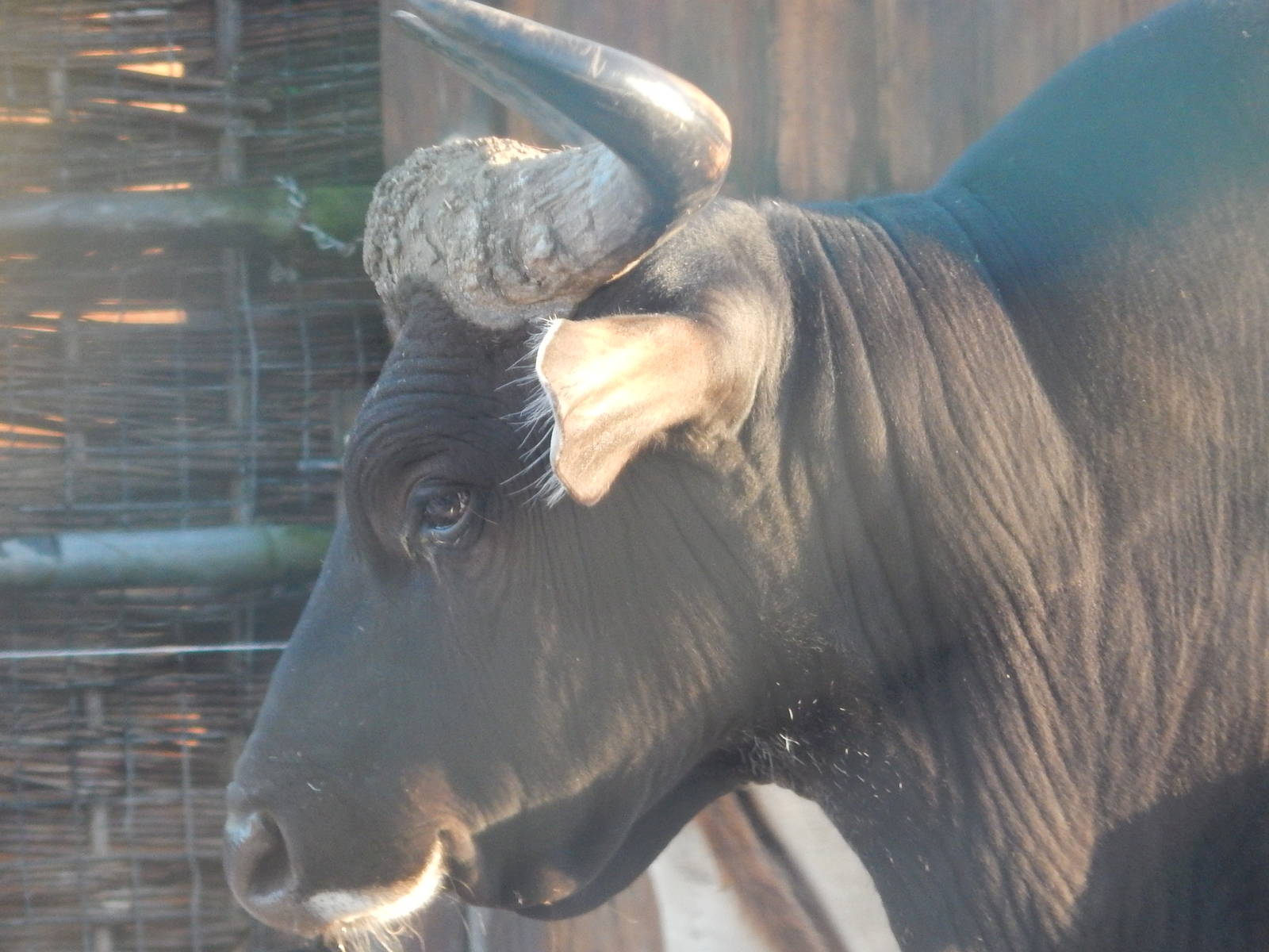 Banteng bull