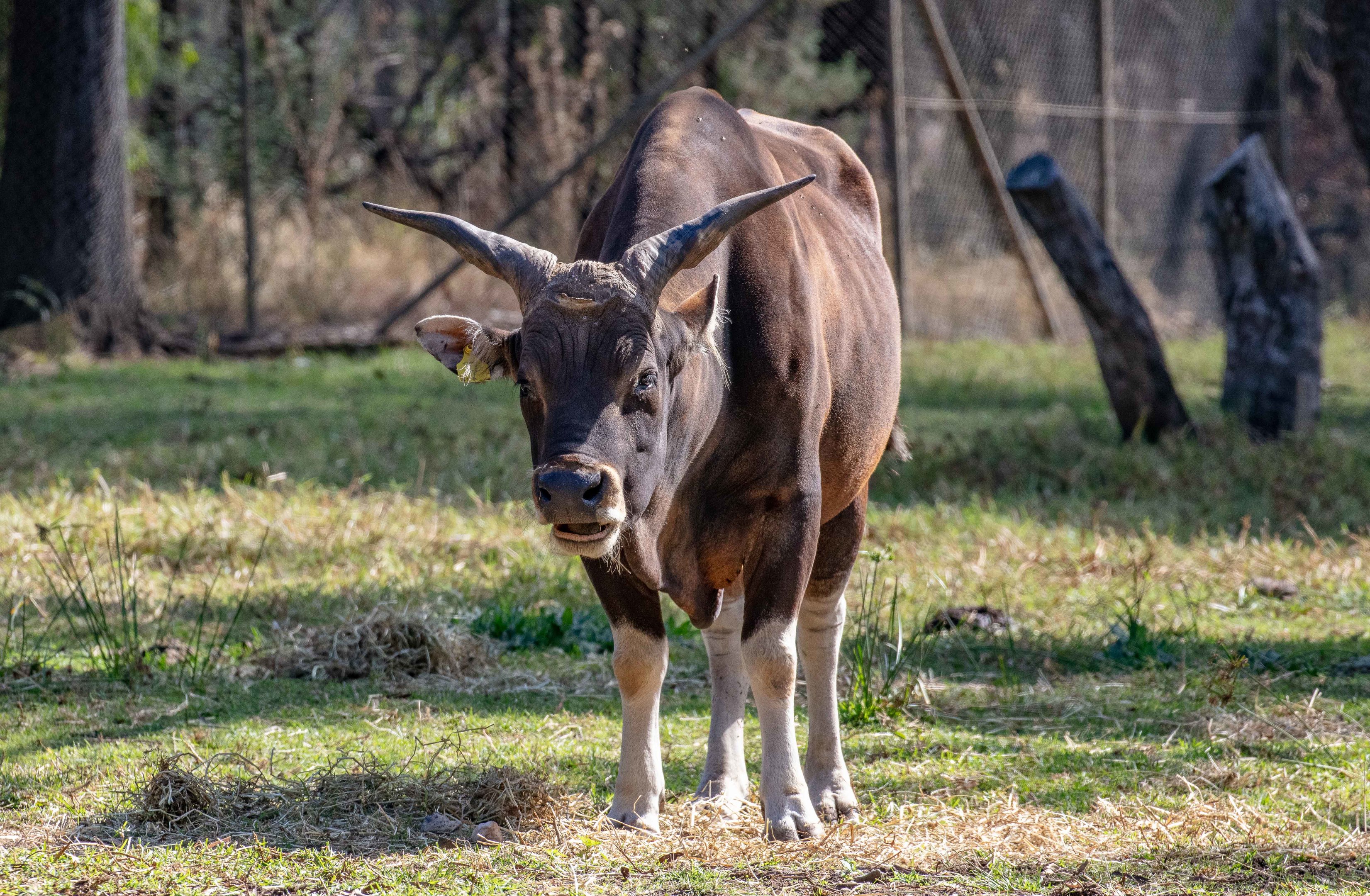 Banteng Bull