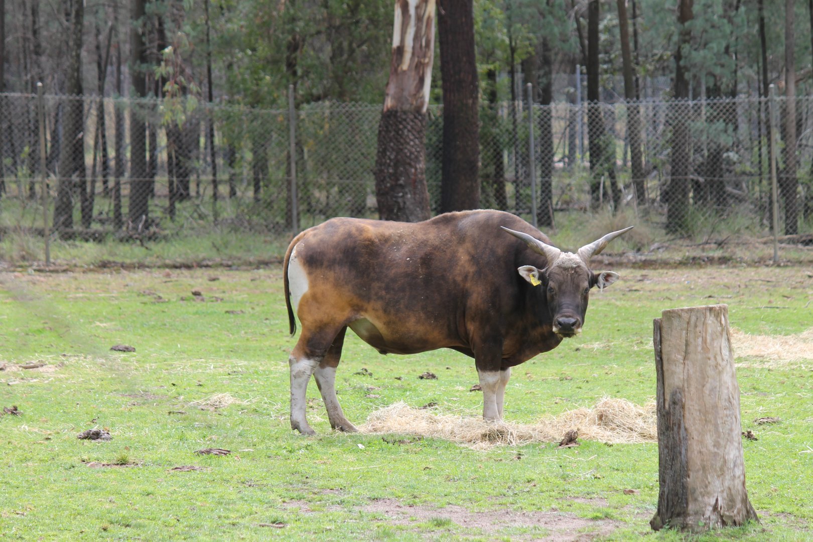 Banteng Bull