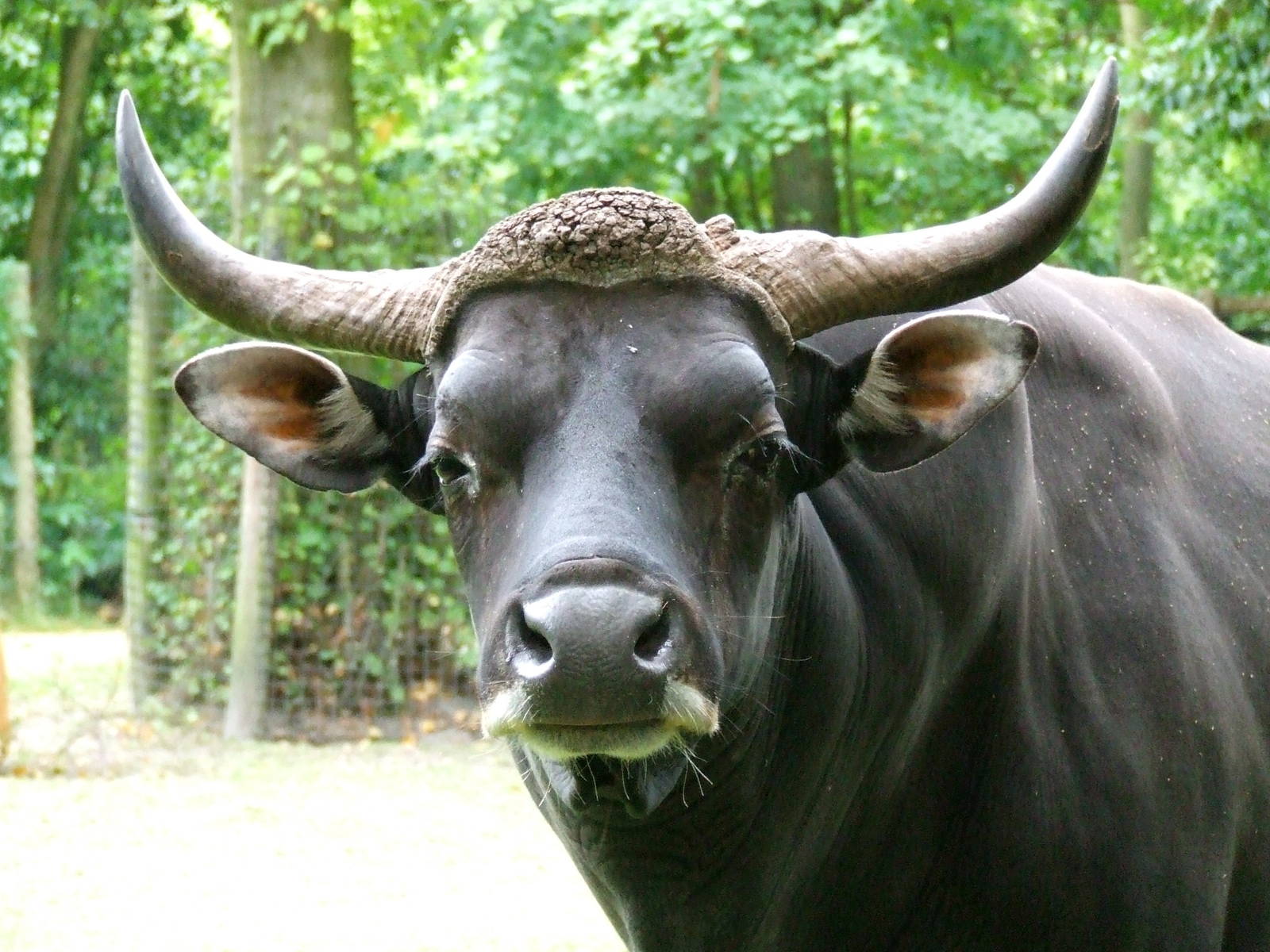 Banteng bull