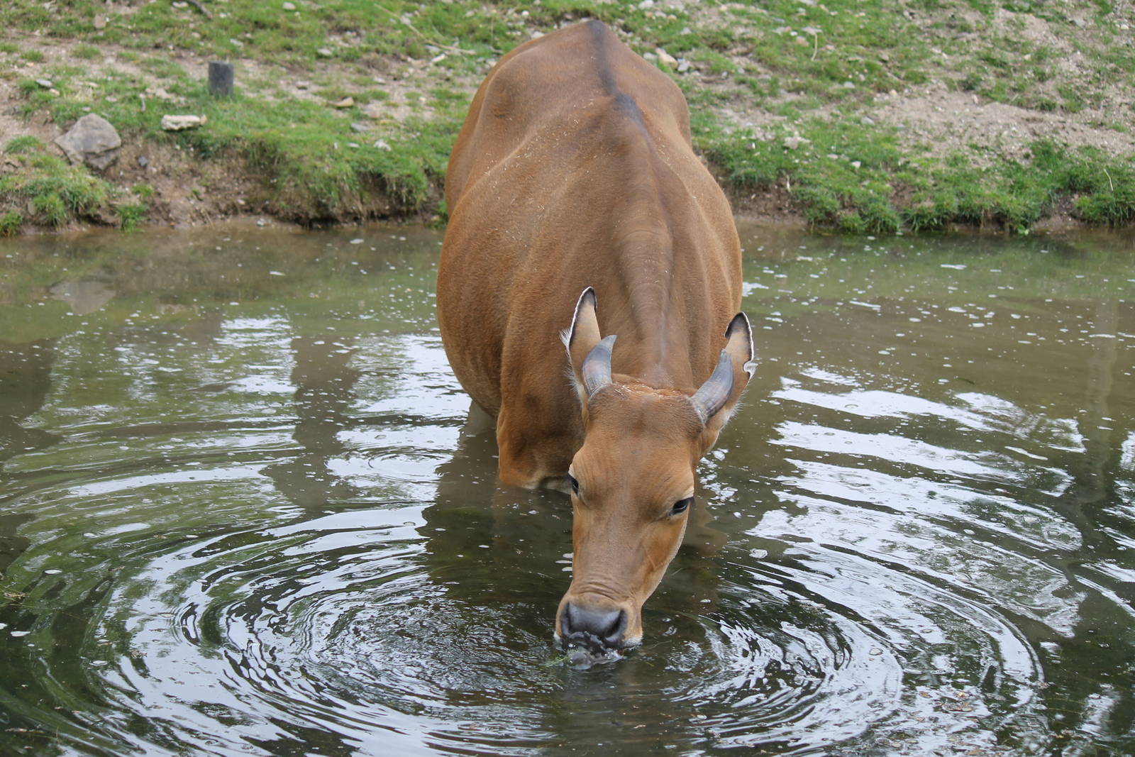 Banteng, Burgers' Rimba