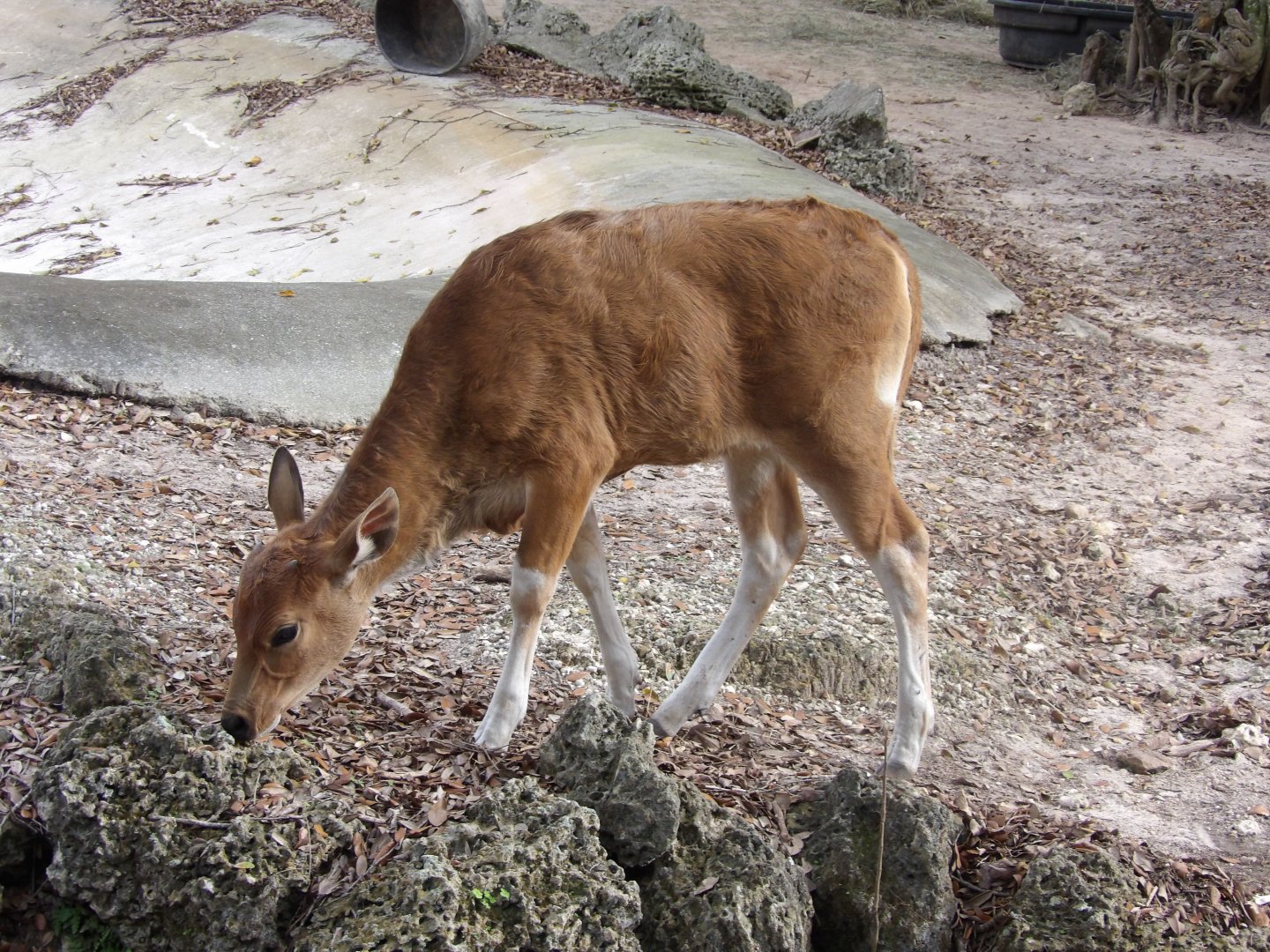 Banteng calf(Bos javanicus)