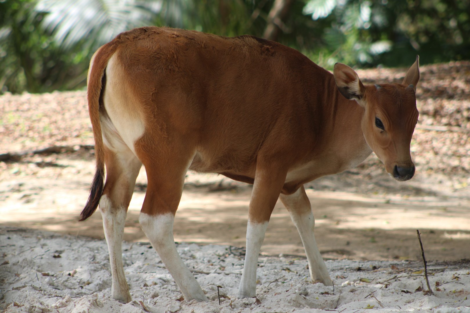 Banteng Calf (Bos javanicus)